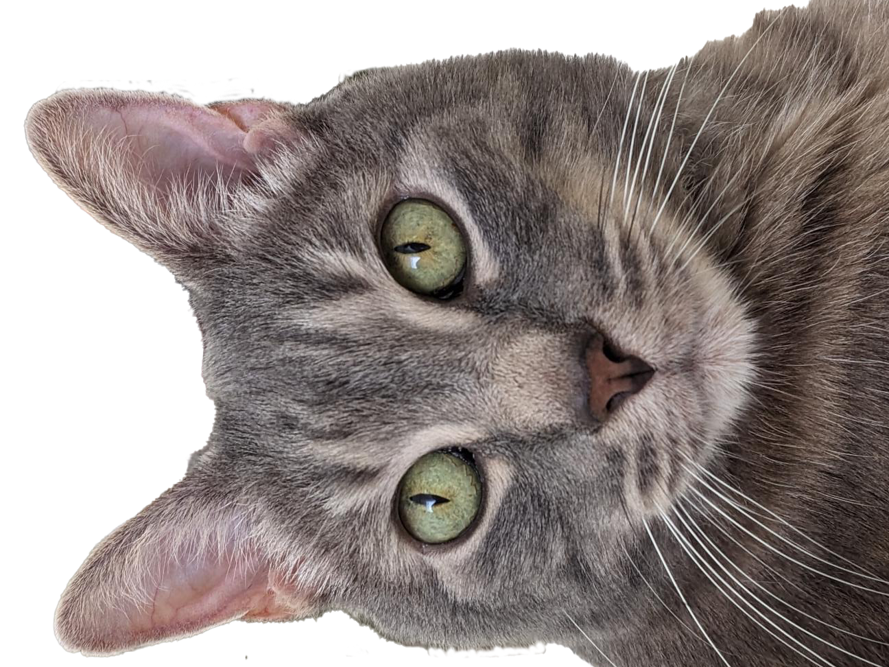 cat tax